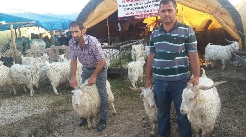 Ankara Ke&ccedil;isi Lezzetli Eti Ve Ucuz Fiyatıyla &Ouml;ne &Ccedil;ıkıyor