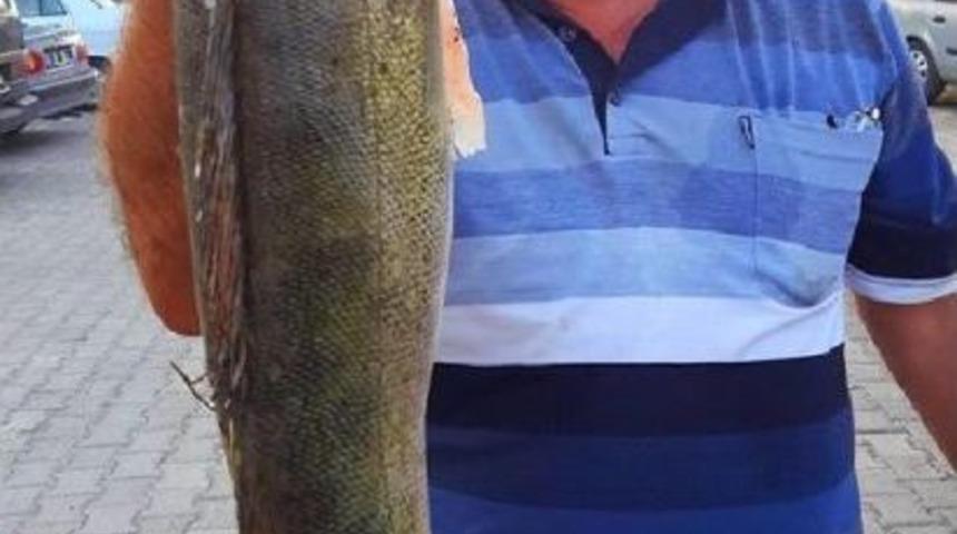 Kızılırmak'ta 5 Kiloluk Levrek Yakalandı