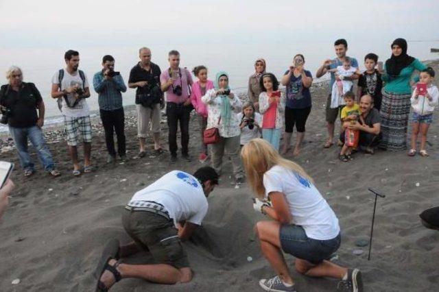 Mersin Sahillerinde 20 Bin Caretta Yavrusu Denizle Buluştu