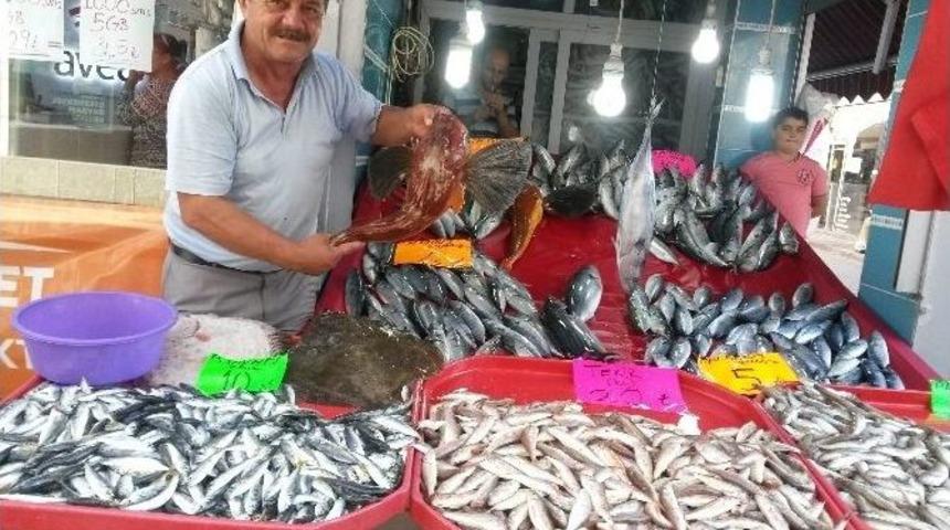 6 Kiloğramlık Kırlangı&ccedil; Balığı