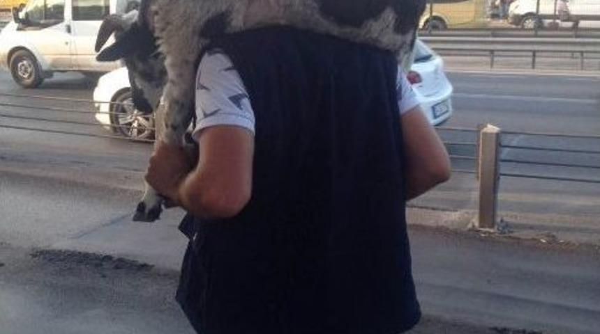 Kurbanlık Ko&ccedil;un Metrob&uuml;s Yolculuğu