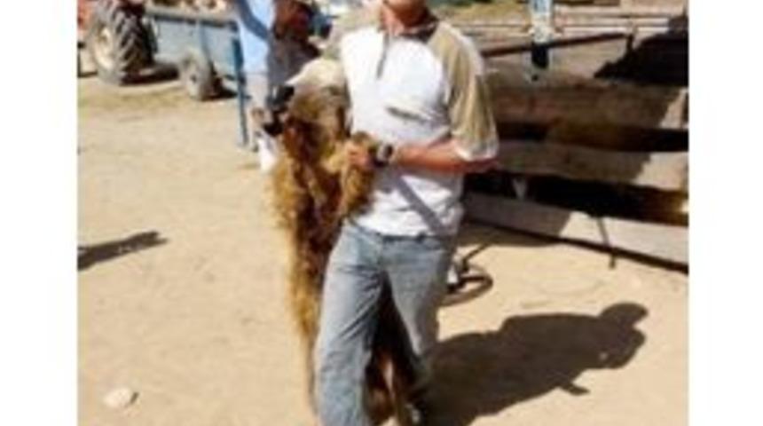 Ka&ccedil;an Kurbanlıklar Sahiplerine Zor Anlar Yaşattı