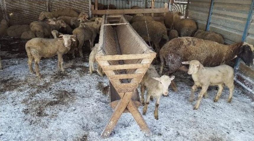 (&ouml;zel Haber) &Ccedil;akalların Dadandığı Kurbanlıklar İ&ccedil;in T&uuml;fekle N&ouml;bet Tutuyorlar