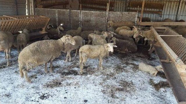 (özel Haber) Çakalların Dadandığı Kurbanlıklar İçin Tüfekle Nöbet Tutuyorlar