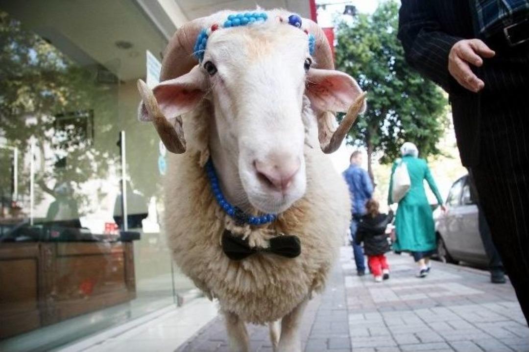 (&ouml;zel Haber) Papyonlu Ko&ccedil;unu Kesmeye Kıyamadı, Bir Yıl Boyunca Yatak Odasında Baktı