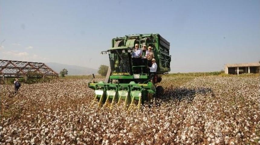 Aydın&rsquo;da Pamuk Hasadı Başladı, Elle Toplama Tarihe Karıştı