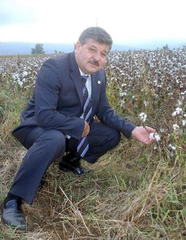 Aydın&rsquo;da Pamuk Hasadı Başladı, Elle Toplama Tarihe Karıştı 1