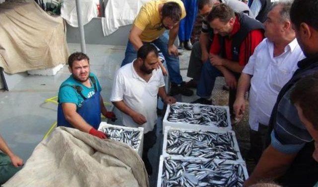 İki Tekne Bin 280 Kasa Avlayınca Hamsinin Kilosu 1 Lira 80 Kuruşa D&uuml;şt&uuml; 1