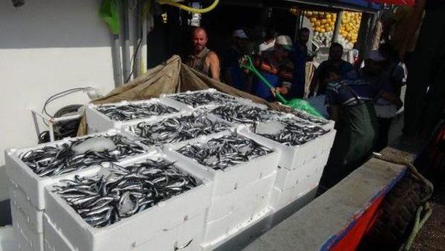 İki Tekne Bin 280 Kasa Avlayınca Hamsinin Kilosu 1 Lira 80 Kuruşa D&uuml;şt&uuml; 2