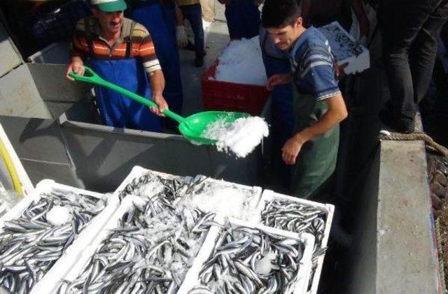 İki Tekne Bin 280 Kasa Avlayınca Hamsinin Kilosu 1 Lira 80 Kuruşa D&uuml;şt&uuml; 3