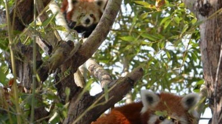 Kızıl Panda Lale,jale Ve Hale'ye Eş Aranıyor