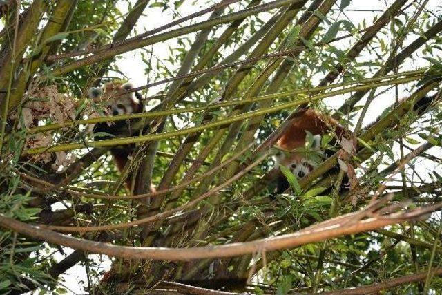 Kızıl Panda Lale,jale Ve Hale ye Eş Aranıyor 1