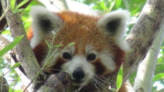 Kızıl Panda Lale,jale Ve Hale ye Eş Aranıyor 2