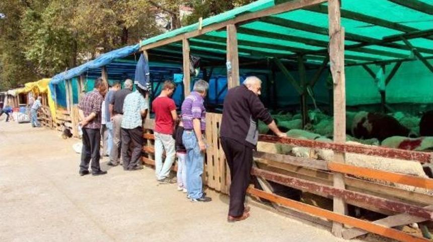 Zonguldak'ta Kurbanlık Satışları D&uuml;ş&uuml;k