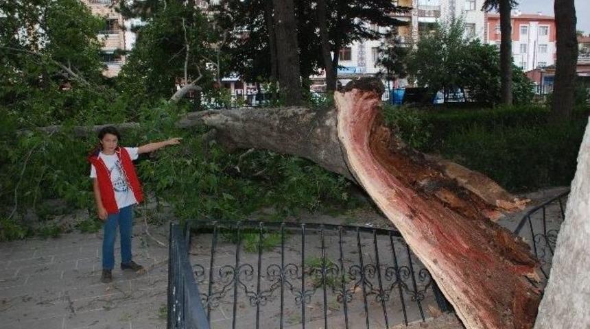 Tokat&rsquo;ta Fırtınaya Dayanamayan Asırlık &Ccedil;ınar Ağacı Devrildi