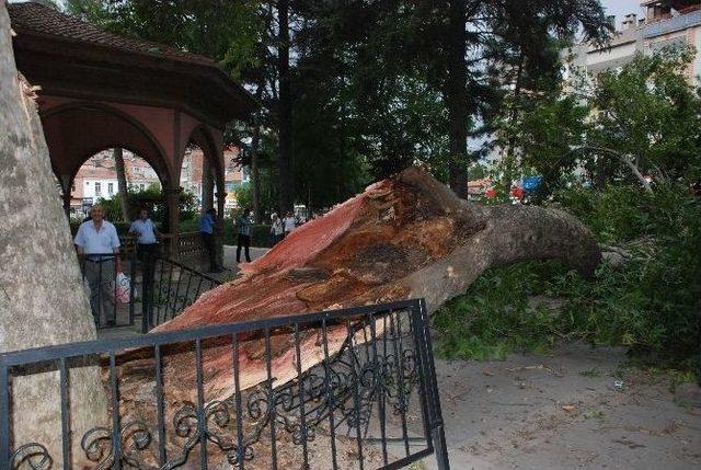 Tokat’ta Fırtınaya Dayanamayan Asırlık Çınar Ağacı Devrildi