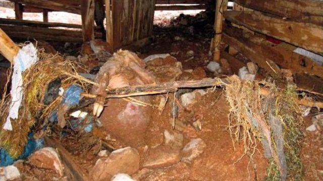 Yarım Saatlik Sağanak Sele Neden Oldu