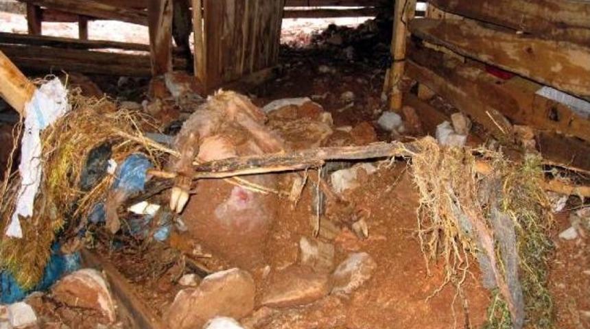 Yarım Saatlik Sağanak Sele Neden Oldu