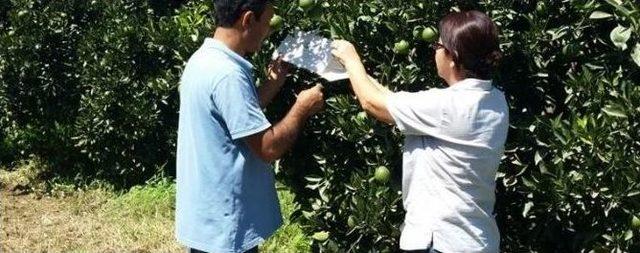 Aydın’da Turunçgilller İçin Akdeniz Meyve Sineği Mücadelesi Başladı