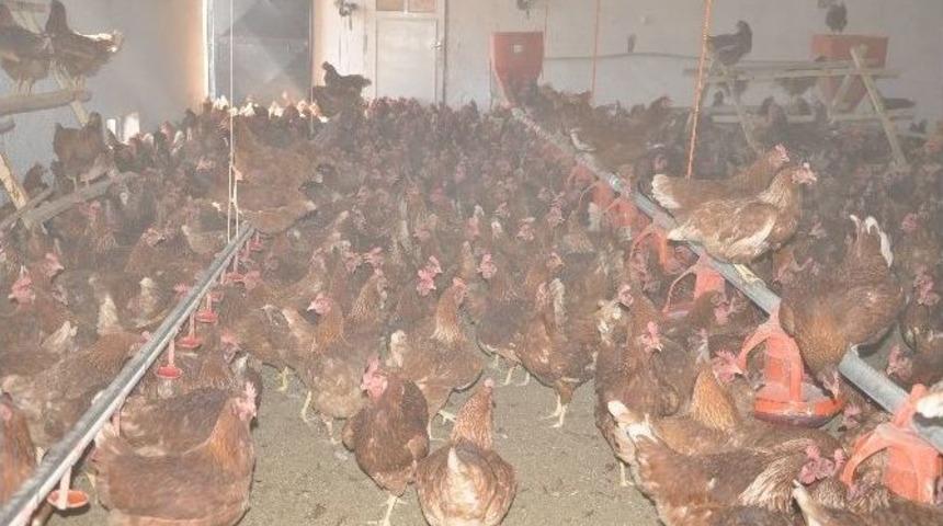 G&ouml;rd&uuml;ğ&uuml; Haberden Etkilenip &rsquo;gezen Tavuk Yumurtası &Ccedil;iftliği&rsquo; Kurdu