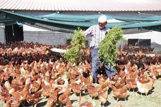 Gördüğü Haberden Etkilenip ’gezen Tavuk Yumurtası Çiftliği’ Kurdu