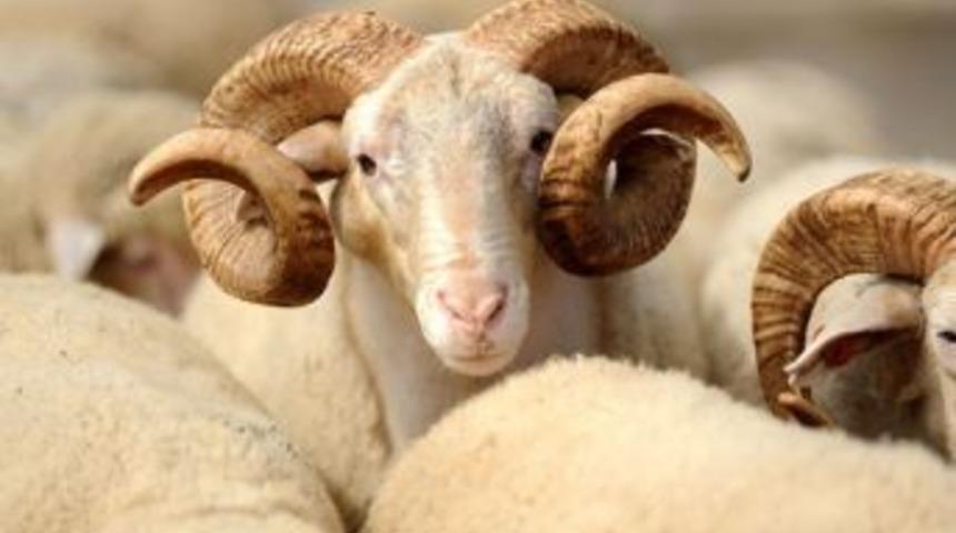 Mardin&rsquo;de Kurban Kesim Yerleri Belirlendi