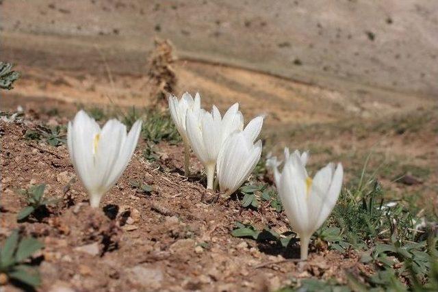 Kışın Habercisi Oltu’da Vargit Çiçekleri Açtı