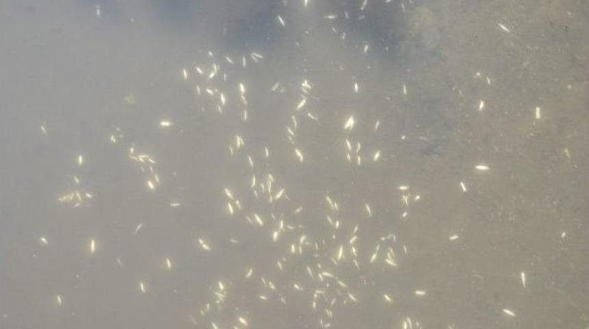 Ak&ccedil;akoca&rsquo;da Balık &Ouml;l&uuml;mleri