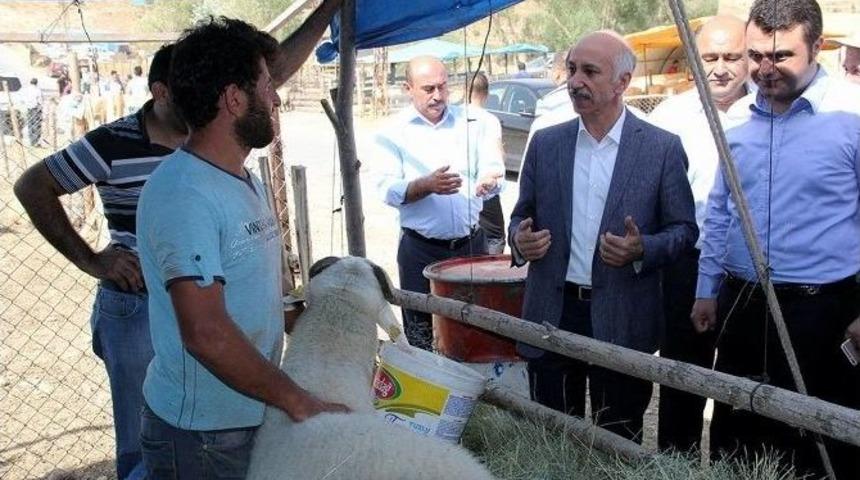 Ak Parti Sivas Milletvekili Dursun, Kurban Pazarını Gezdi