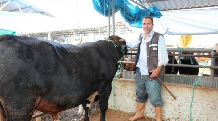 Kurbanlık Fiyatları Y&uuml;kselse De Satışlar Arttı