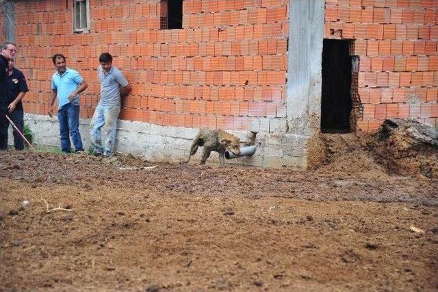 Gübre Yığınına Batan Köpeği İtfaiye Kurtardı