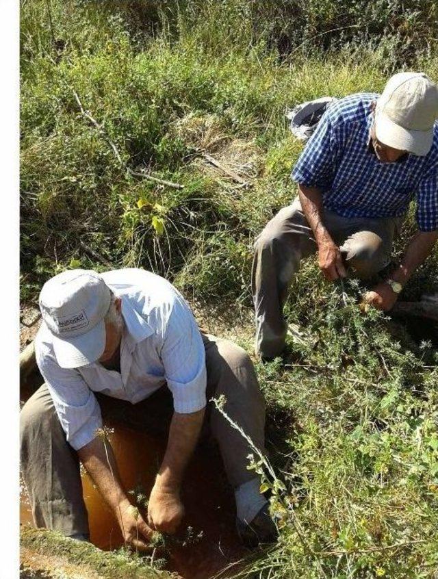 Şifalı Sıcak Su Boruları ’ardıç Dalı’ İle Temizleniyor