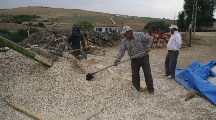 Yozgat&rsquo;ta Ay&ccedil;i&ccedil;eği Hasadı S&uuml;r&uuml;yor
