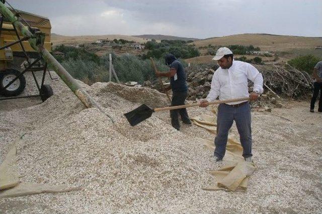 Yozgat’ta Ayçiçeği Hasadı Sürüyor