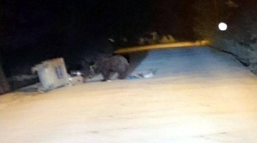 Uludağ&rsquo;da Ayılar A&ccedil; Kalınca...(&ouml;zel Haber)