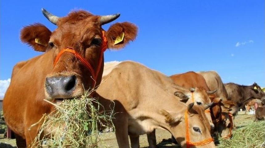 Kurbanlıklarda Arefe G&uuml;n&uuml; Umudu