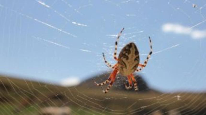 Dev &Ouml;r&uuml;mcek G&ouml;renleri Şaşırttı