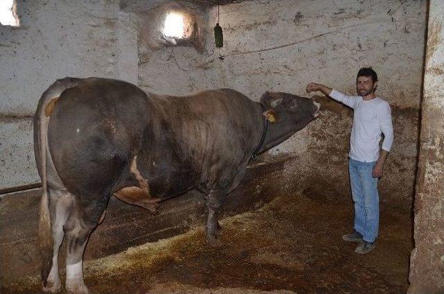 Darende Hayvan Pazarı&rsquo;nda Hareketlilik 1