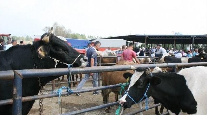 D&uuml;zce&rsquo;de Hayvan Pazarında Kurban Yoğunluğu Başladı