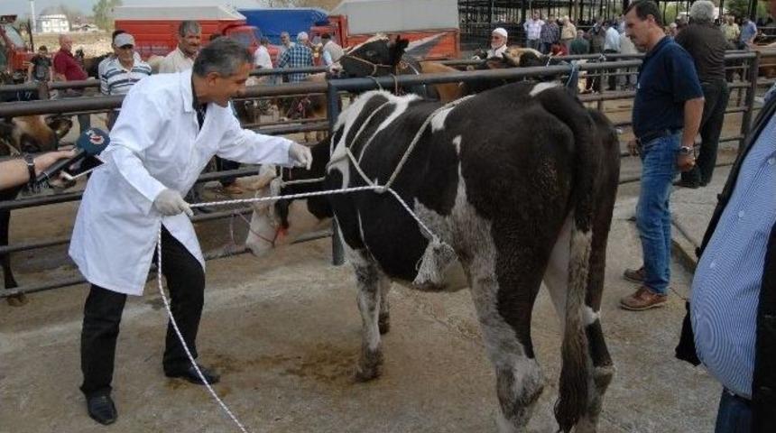 Uzmanından Kurbanlık Yatırmanın P&uuml;s Noktaları