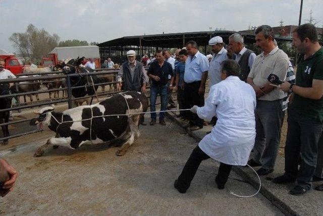 Uzmanından Kurbanlık Yatırmanın Püs Noktaları