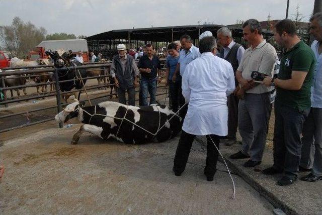 Uzmanından Kurbanlık Yatırmanın Püs Noktaları