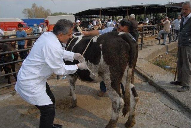 Uzmanından Kurbanlık Yatırmanın Püs Noktaları