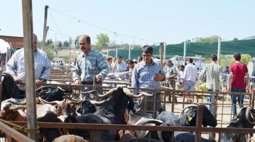 Kula&rsquo;da K&uuml;&ccedil;&uuml;kbaş Kurbanlık Fiyatları El Yakıyor