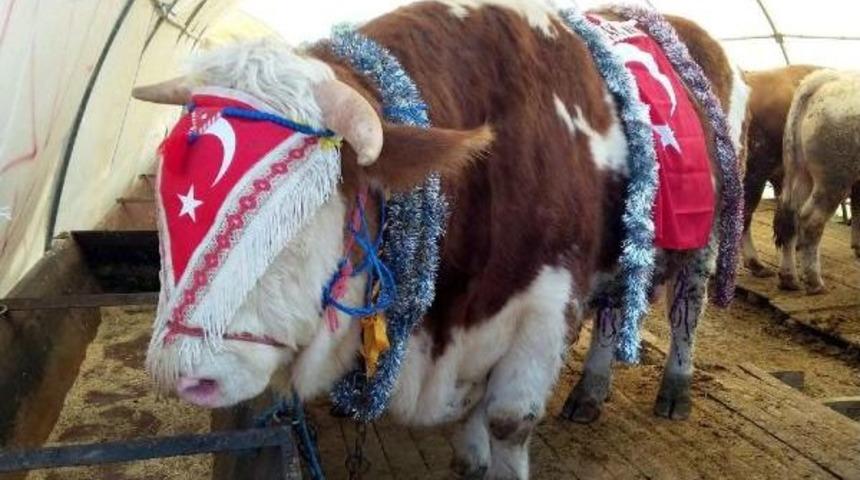 1250 Kilo Ağırlığındaki Tosunun Fiyatı 75 Bin Tl