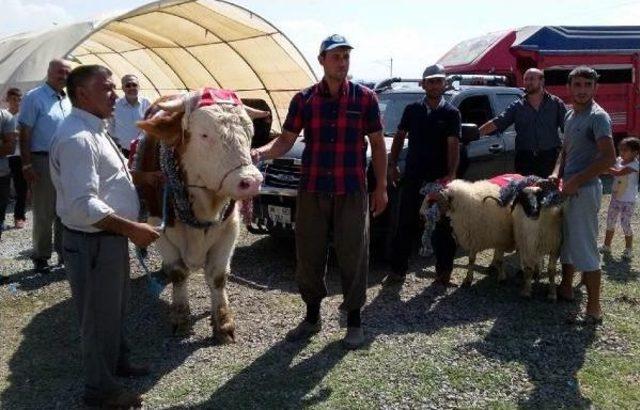 1250 Kilo Ağırlığındaki Tosunun Fiyatı 75 Bin Tl