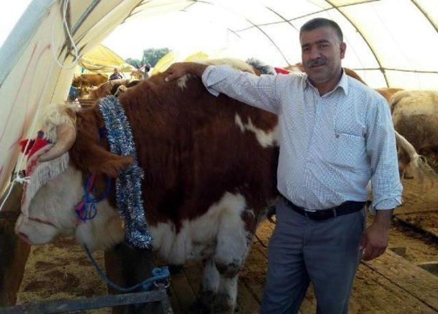 1250 Kilo Ağırlığındaki Tosunun Fiyatı 75 Bin Tl