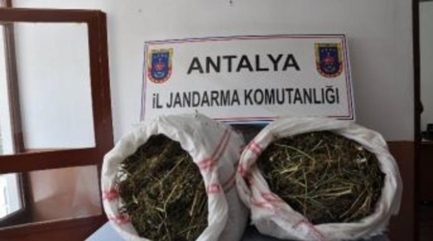 Gazipaşa&rsquo;da Esrar Operasyonu