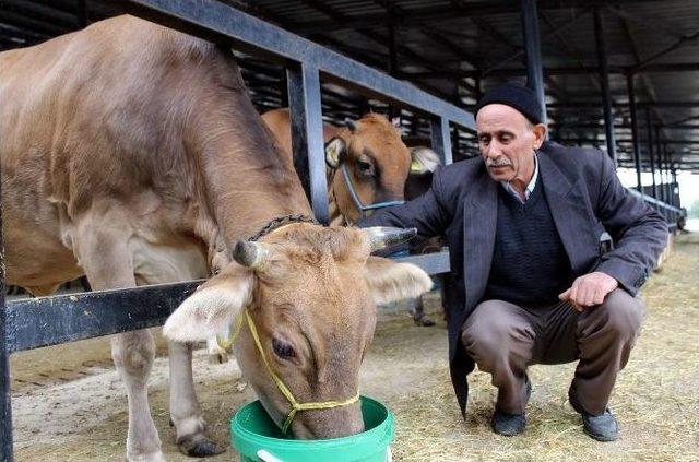 Kurbanlık Hayvanlar Görücüye Çıktı