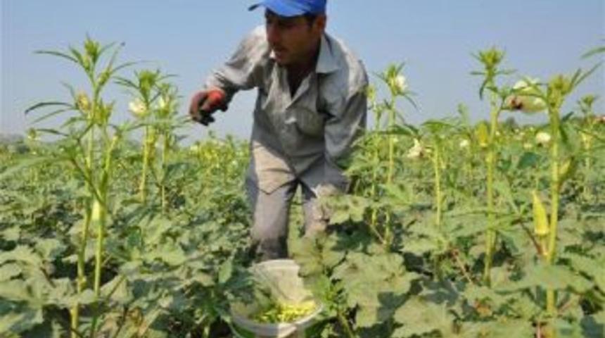 Turkish Farmers Becoming Poorer Amid Sharp Loss In Turkish Lira&rsquo;S Value